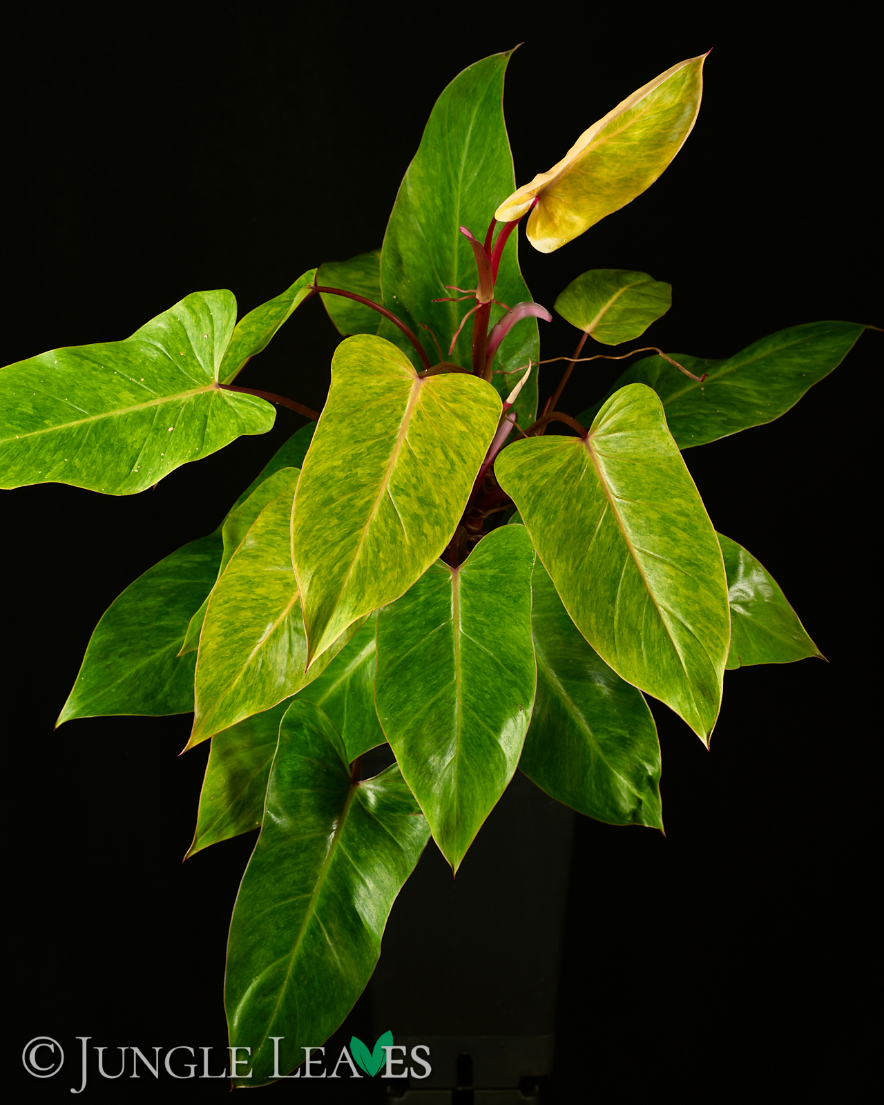 Philodendron ‚Painted Lady‘ – Bild 3