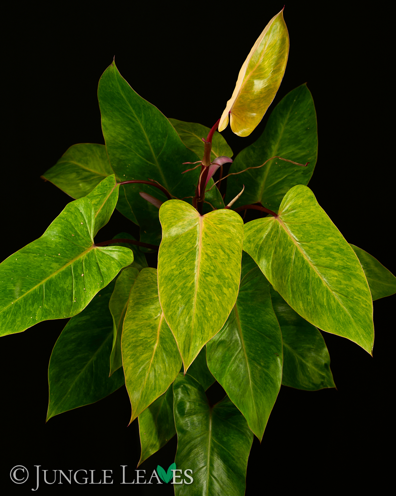 Philodendron ‚Painted Lady‘ – Bild 8