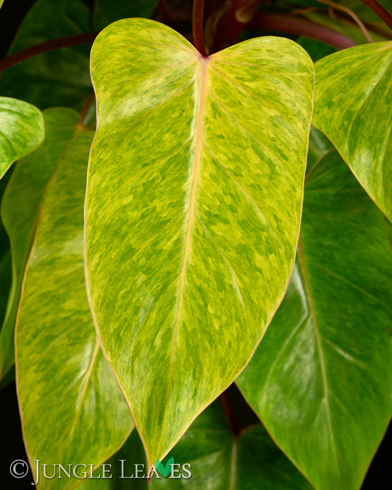 Philodendron ‚Painted Lady‘