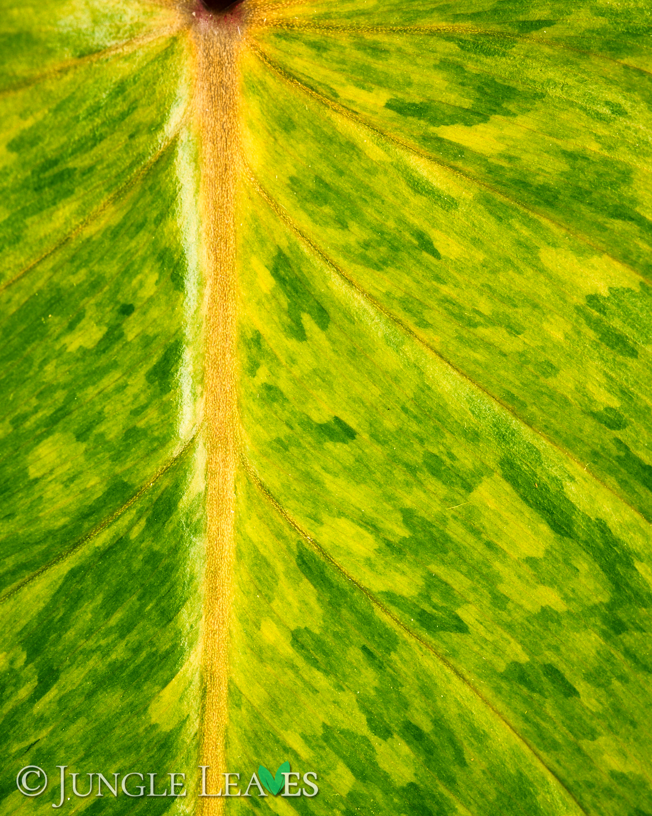 Philodendron ‚Painted Lady‘ – Bild 2