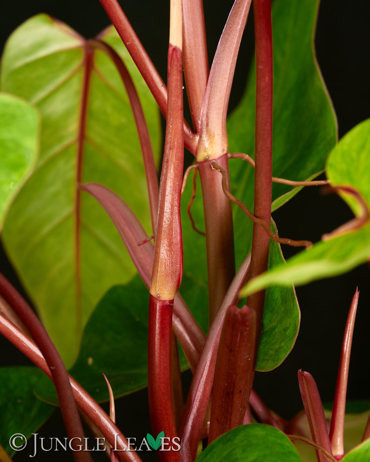 Philodendron ‚Painted Lady‘ – Bild 7