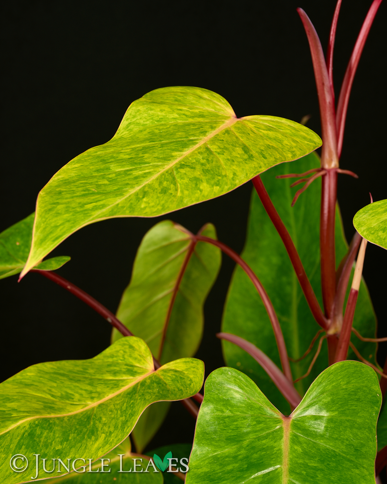 Philodendron ‚Painted Lady‘ – Bild 4