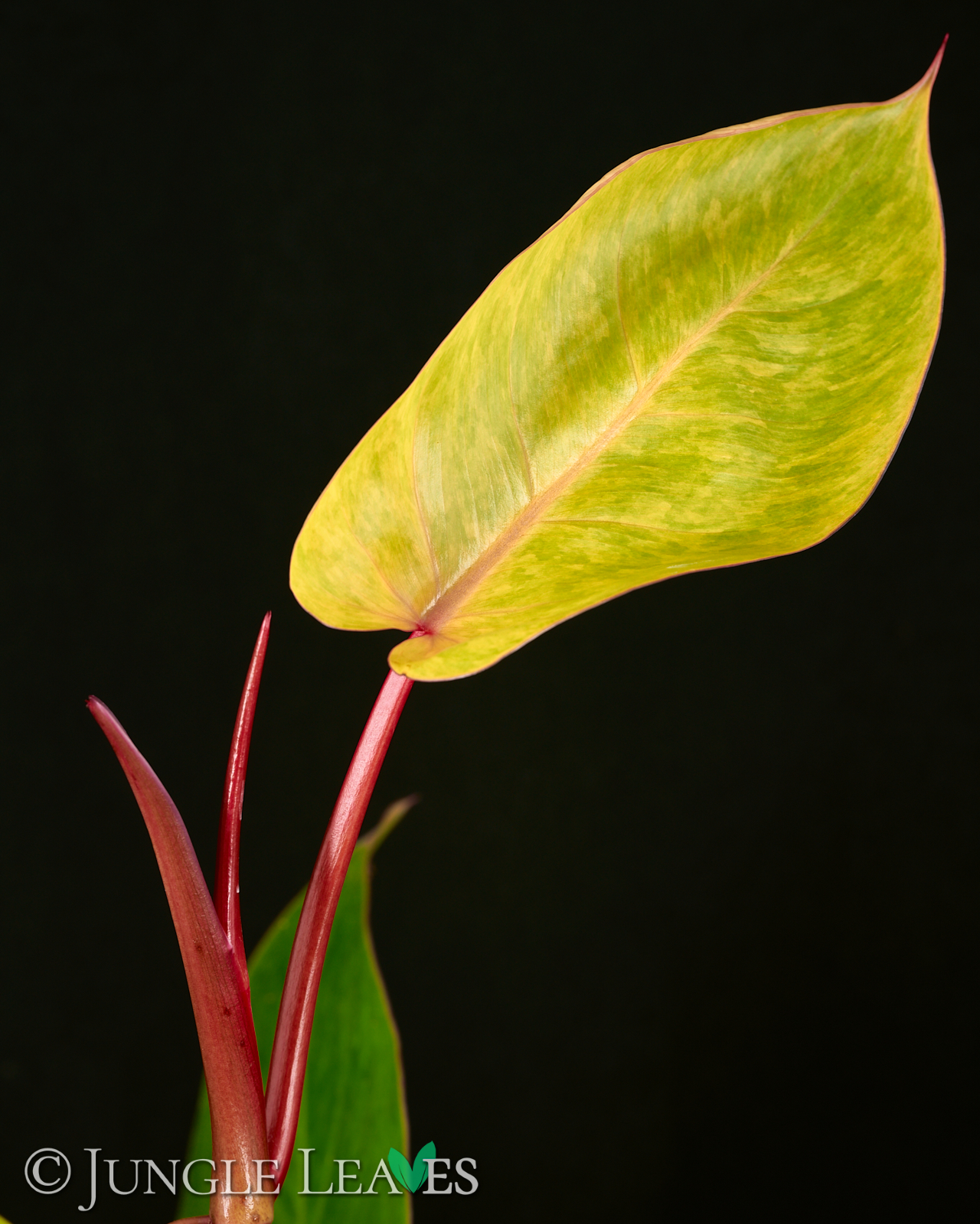 Philodendron ‚Painted Lady‘ – Bild 6