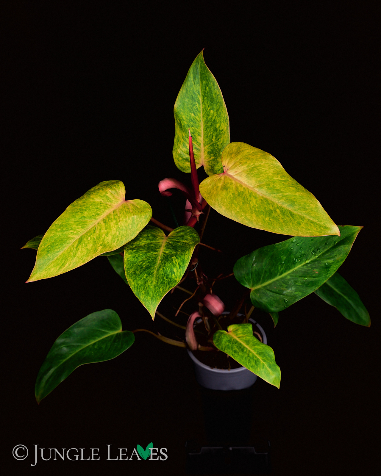 Philodendron ‚Painted Lady‘ – Bild 9