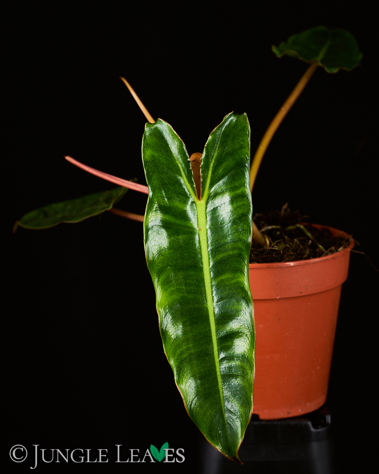 Philodendron billietiae – Bild 4