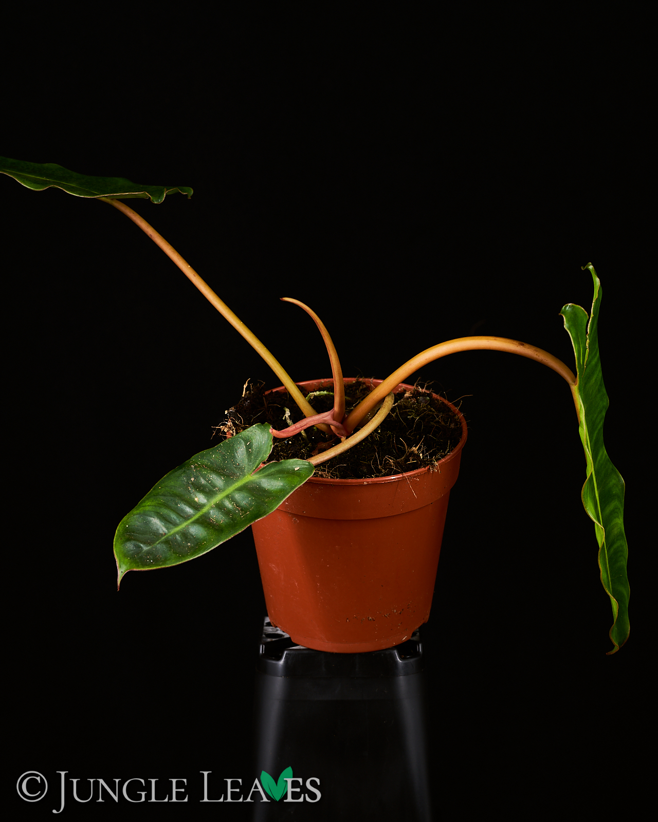 Philodendron billietiae – Bild 2