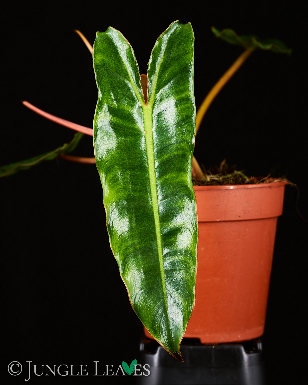 Philodendron billietiae – Bild 3
