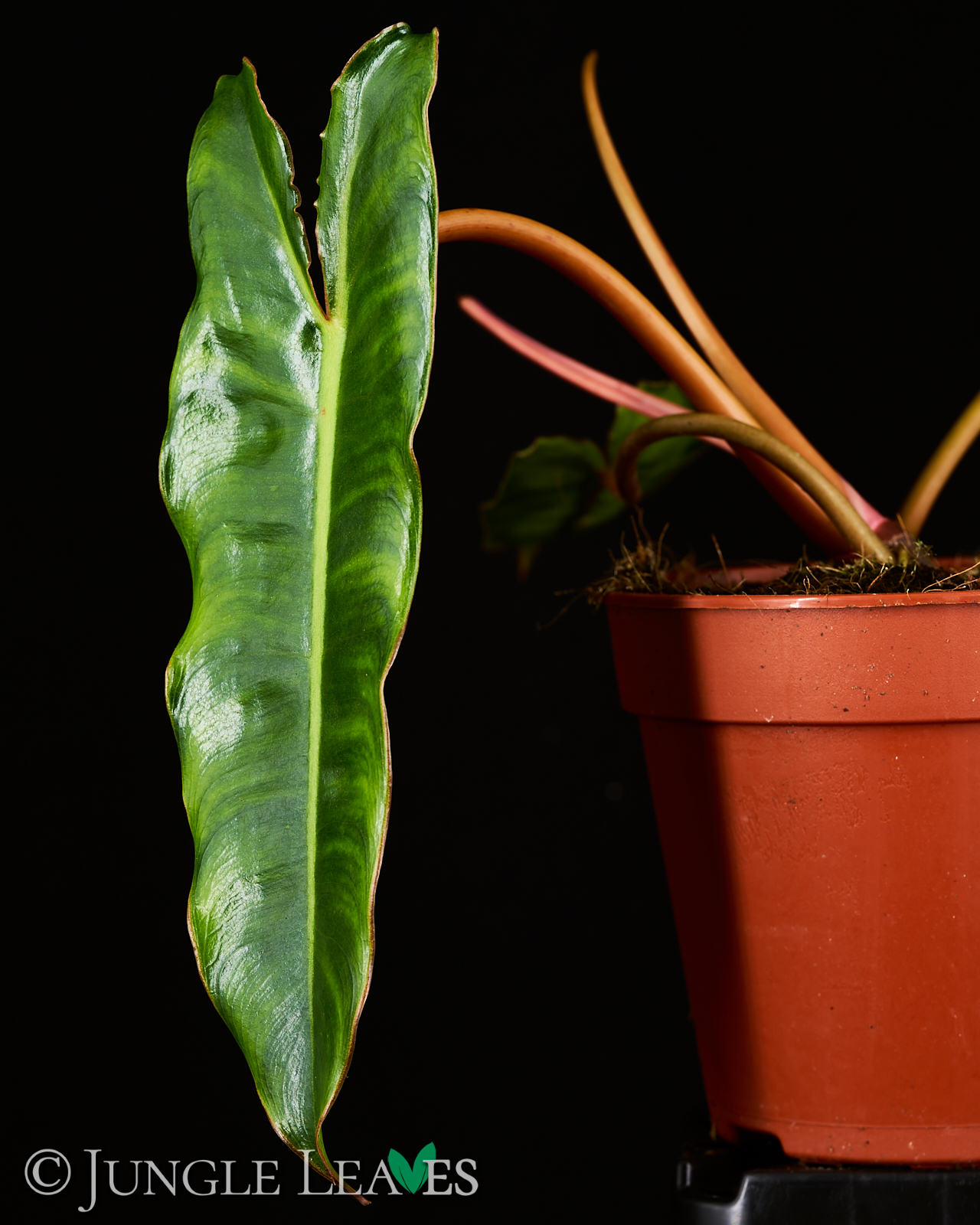 Philodendron billietiae