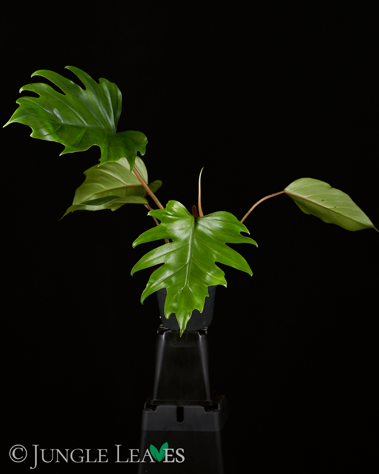 Philodendron mayoi – Bild 4