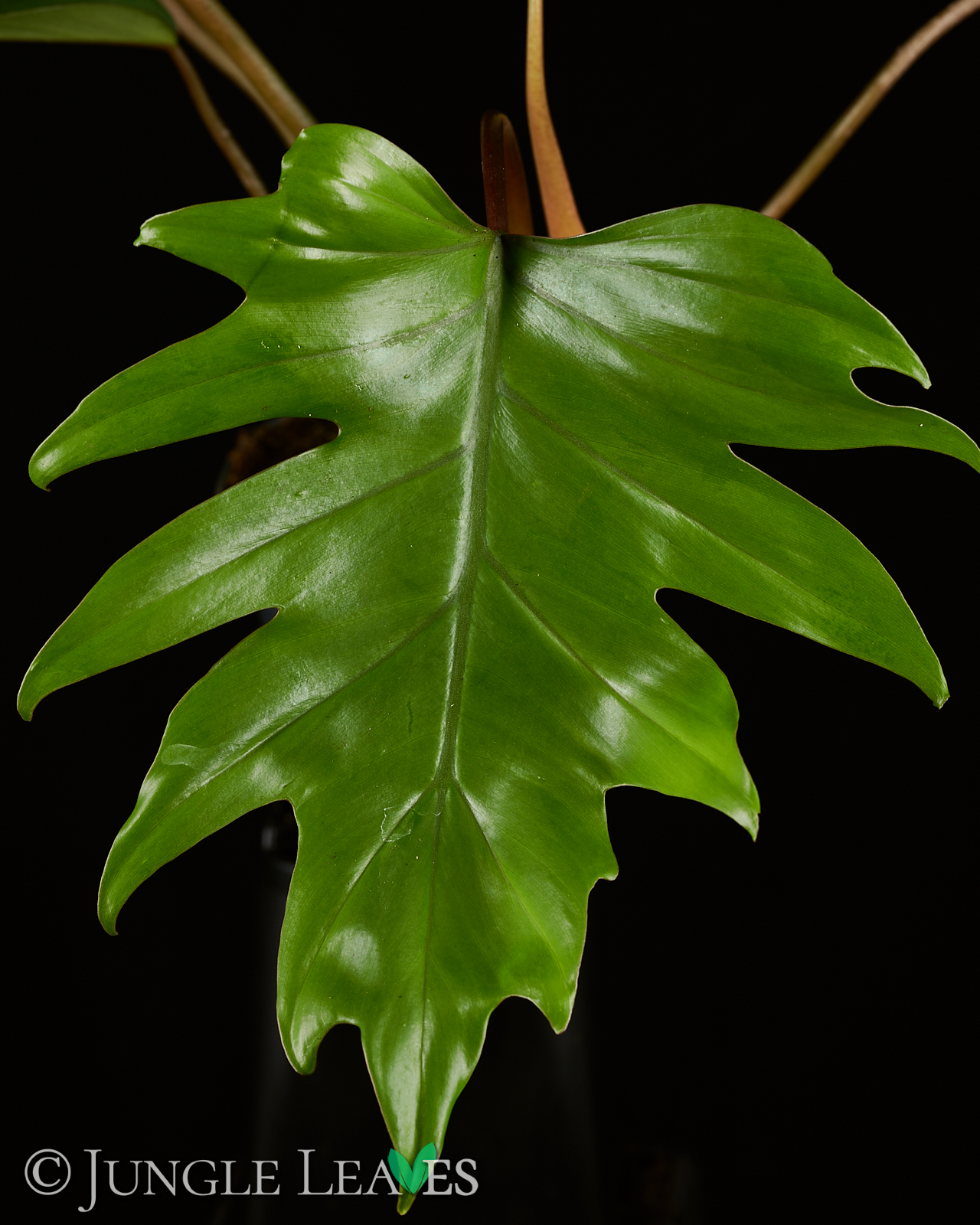 Philodendron mayoi – Bild 3
