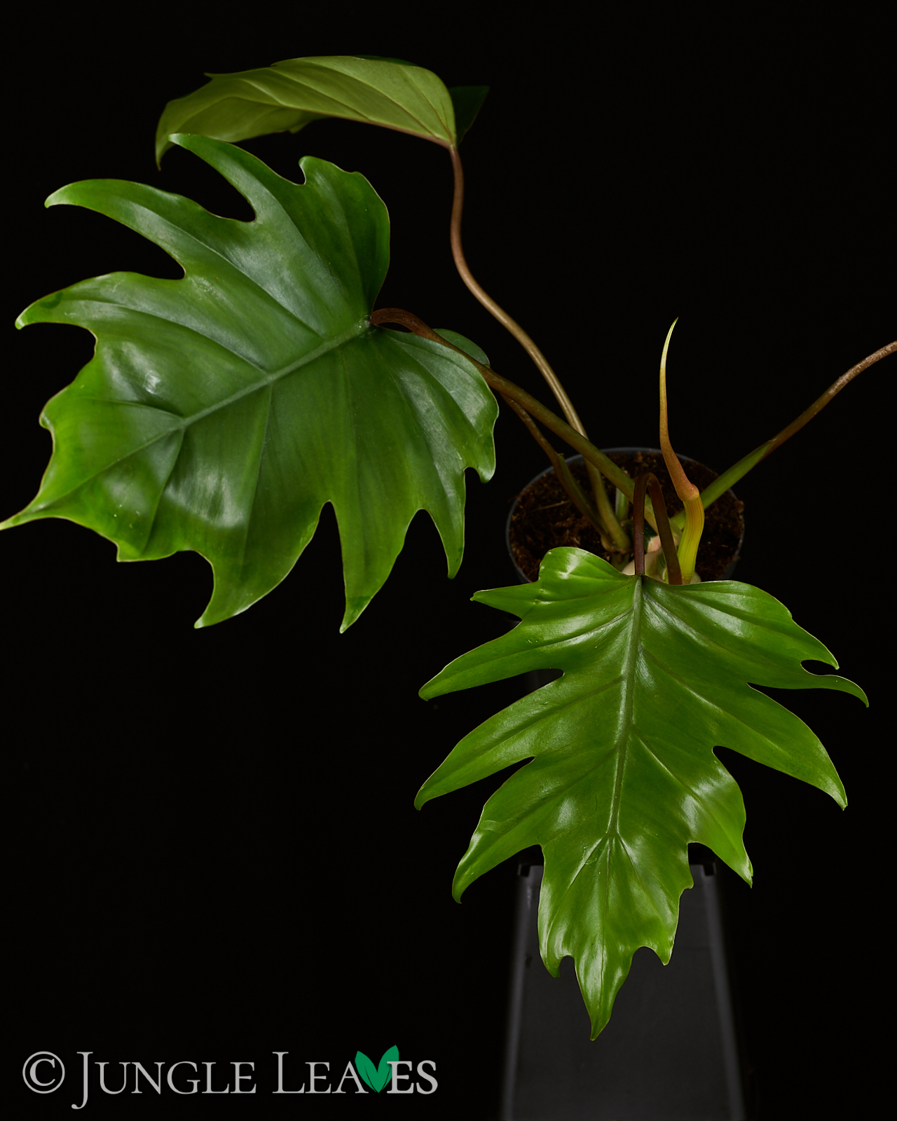 Philodendron mayoi – Bild 2
