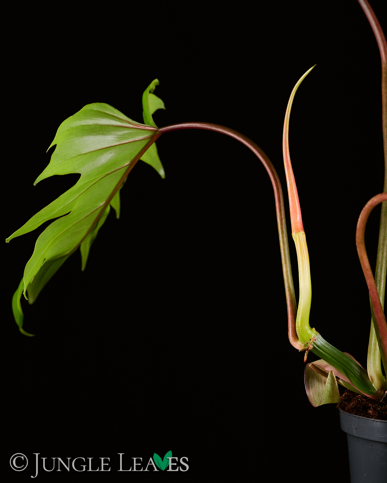 Philodendron mayoi – Bild 5