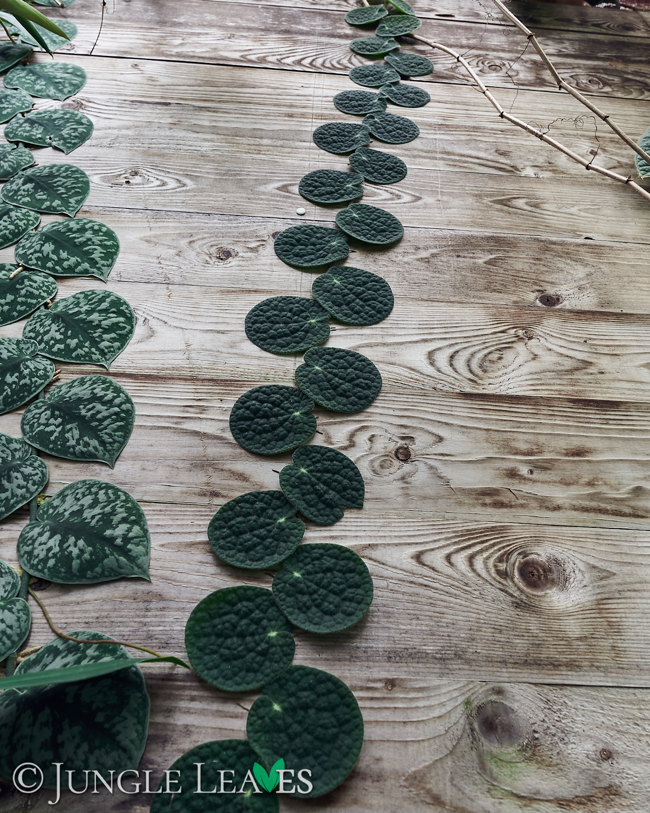 Piper clypeatum – Bild 7