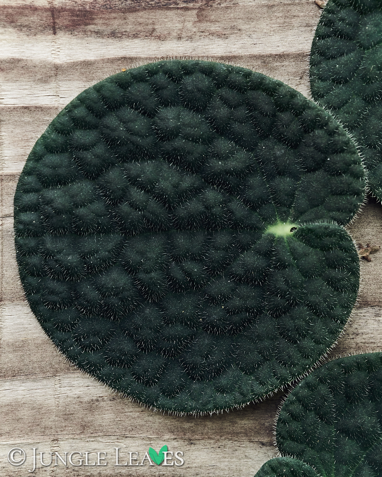 Piper clypeatum – Bild 2