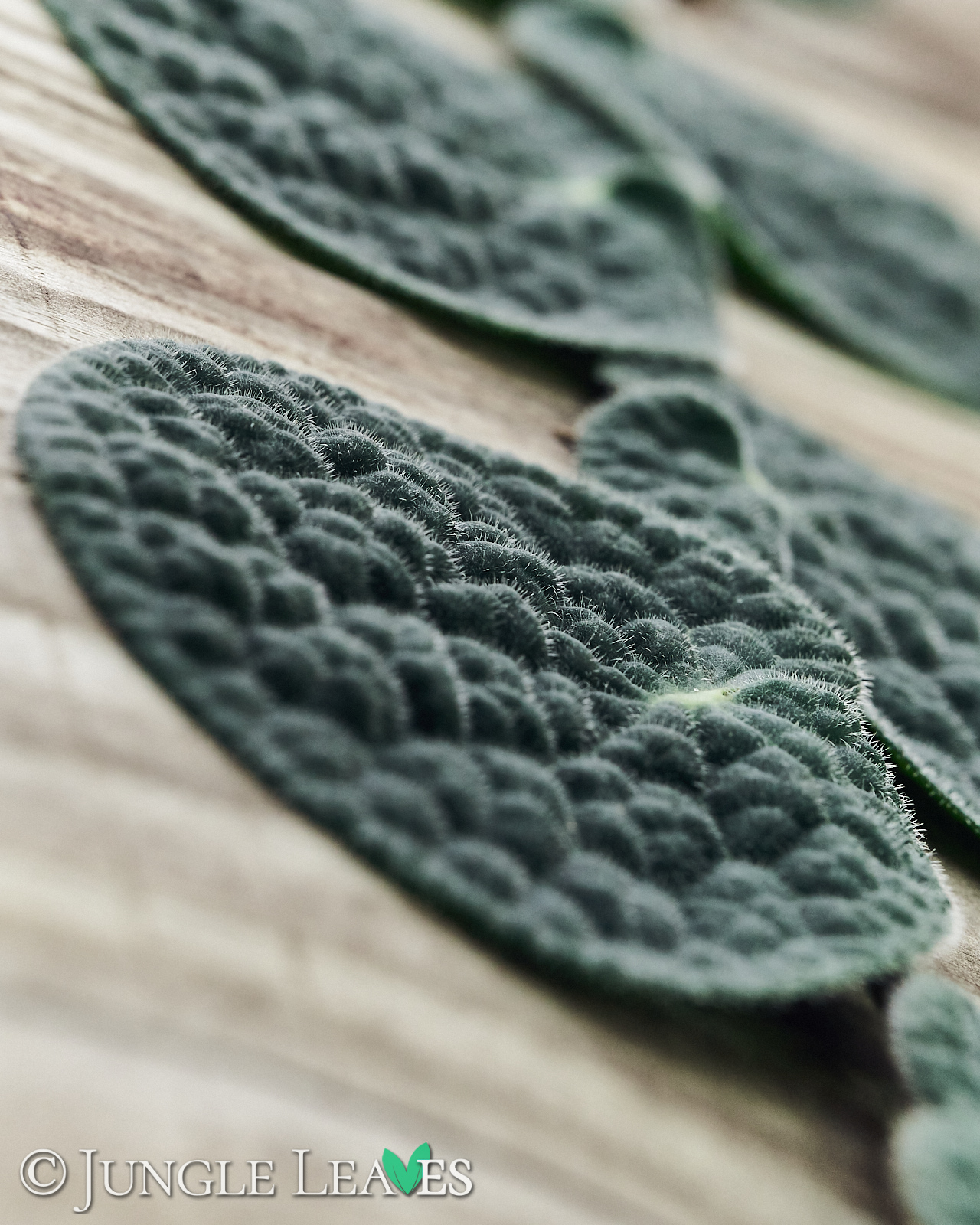 Piper clypeatum – Bild 4