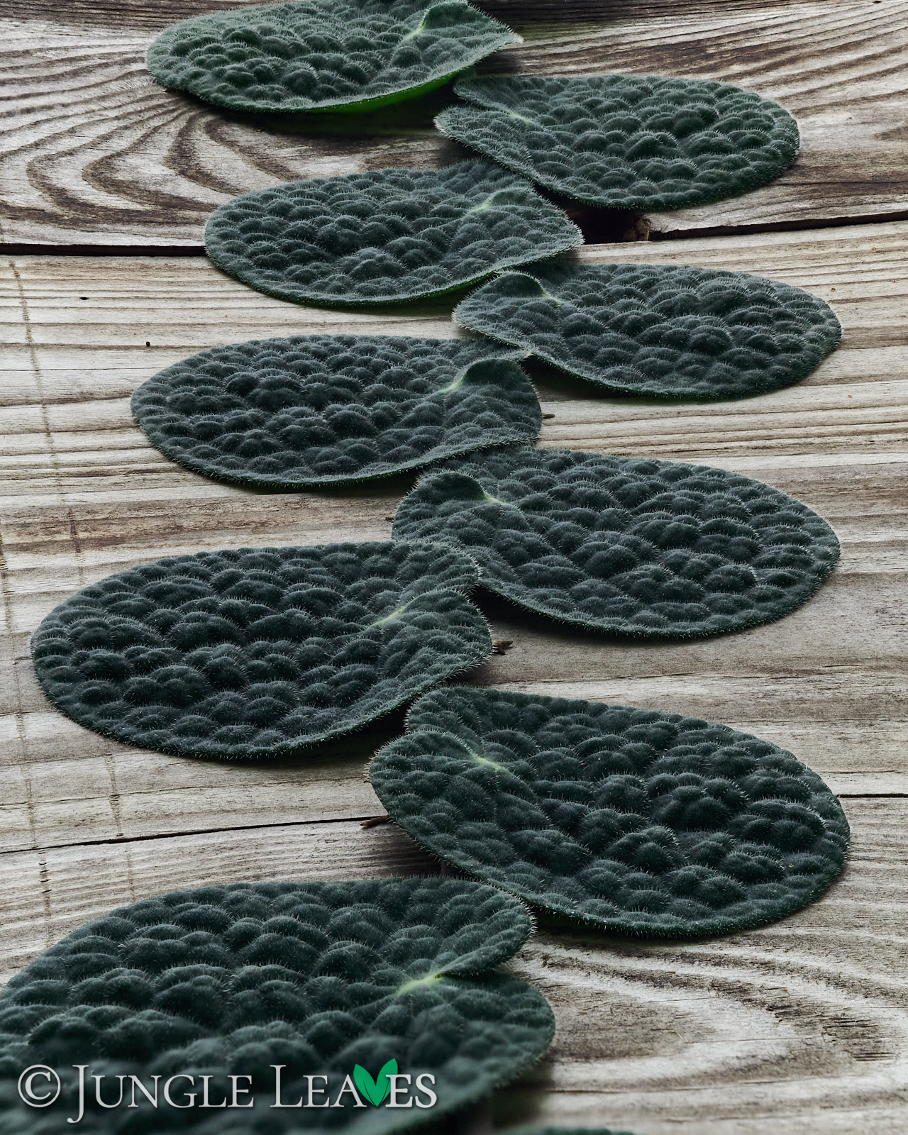 Piper clypeatum – Bild 3