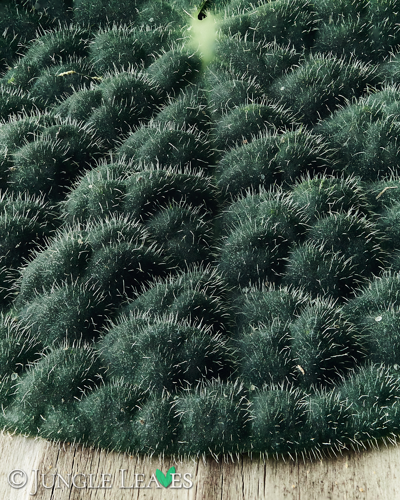 Piper clypeatum – Bild 5