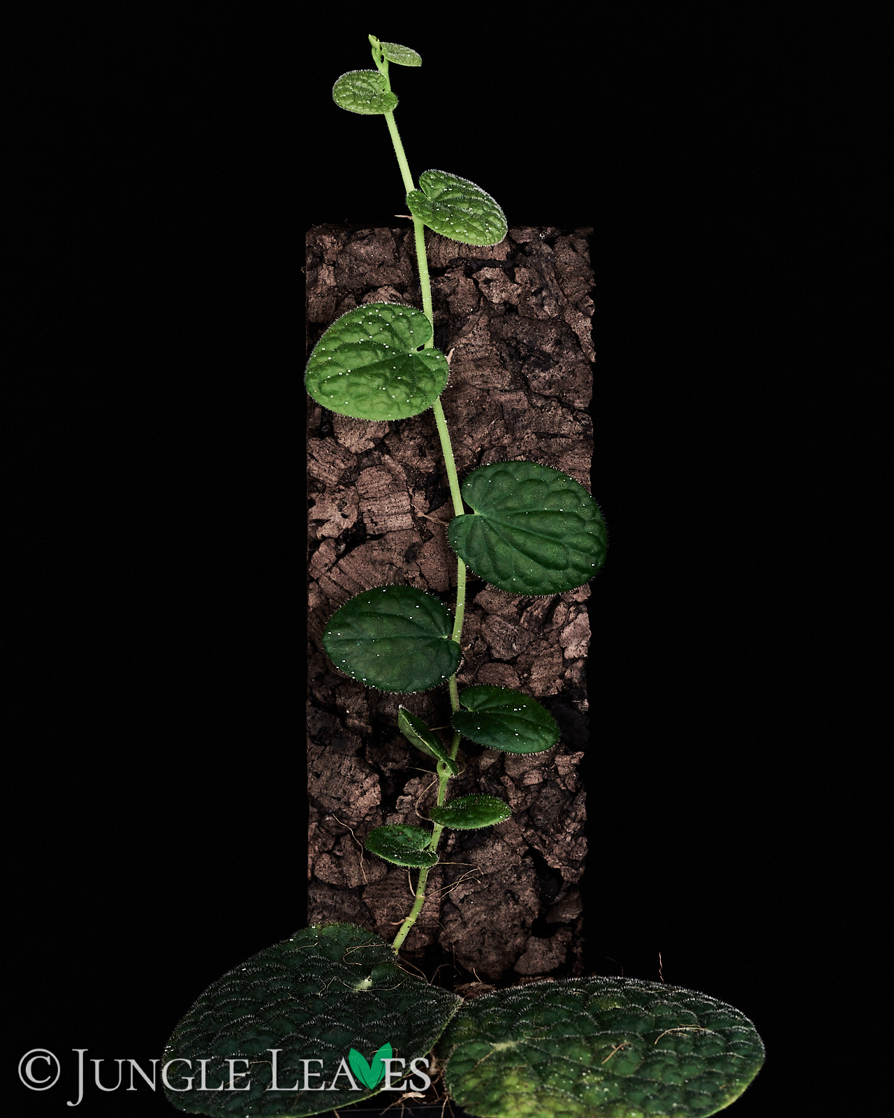 Piper clypeatum – Bild 6