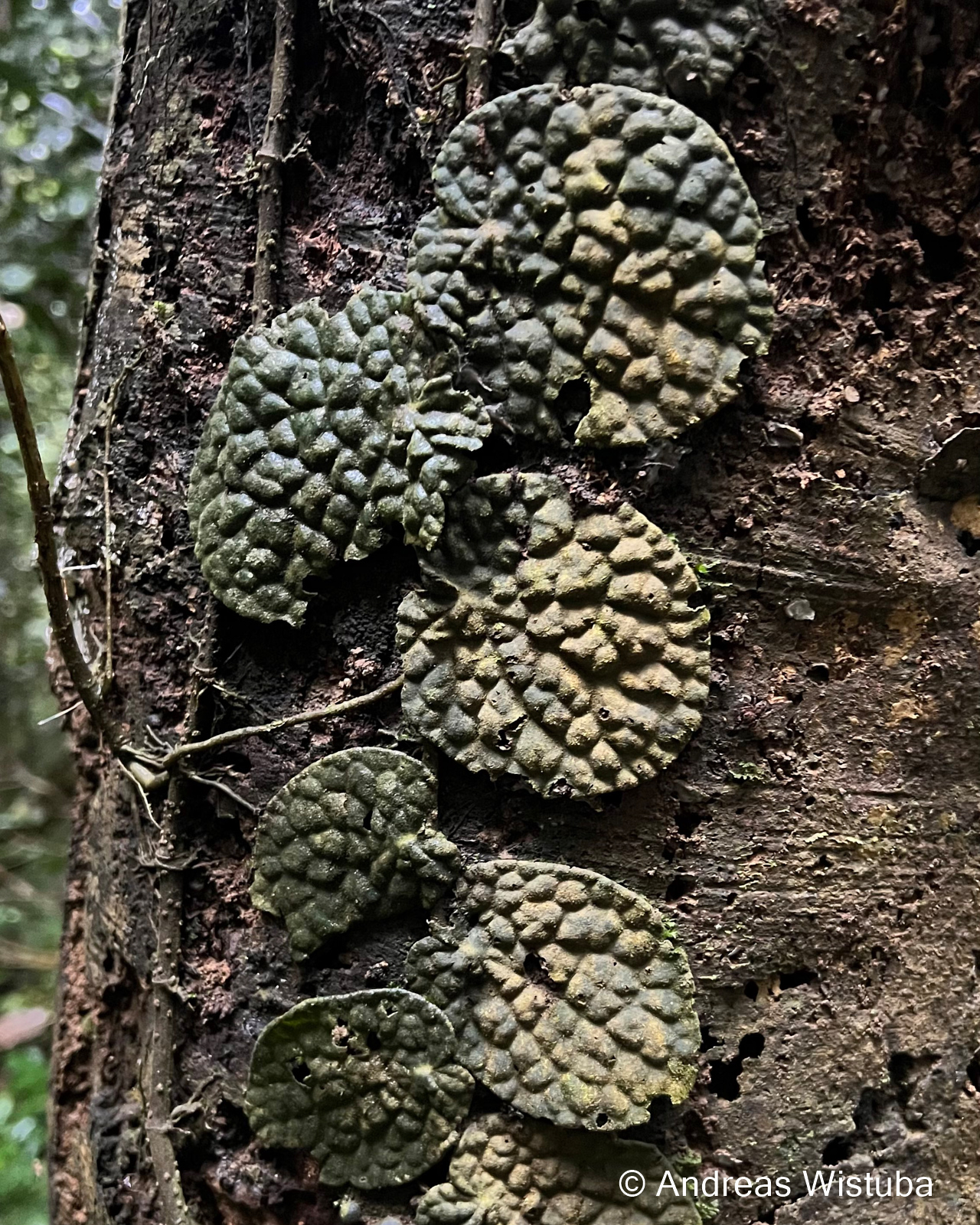 Piper clypeatum – Bild 9