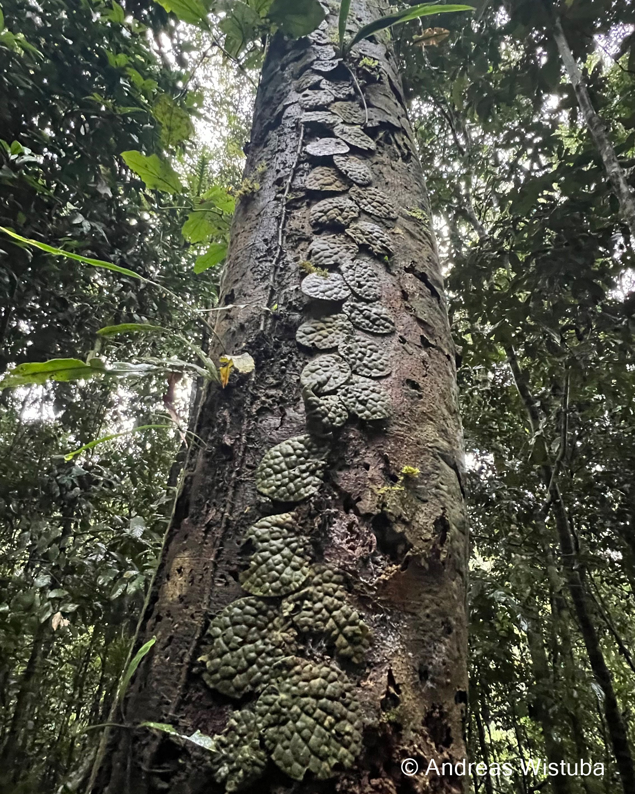 Piper clypeatum – Bild 8