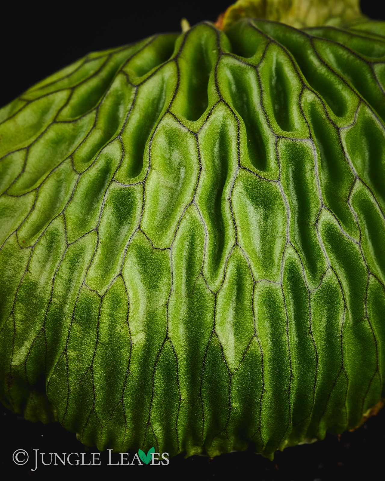 Platycerium madagascariense – Bild 6