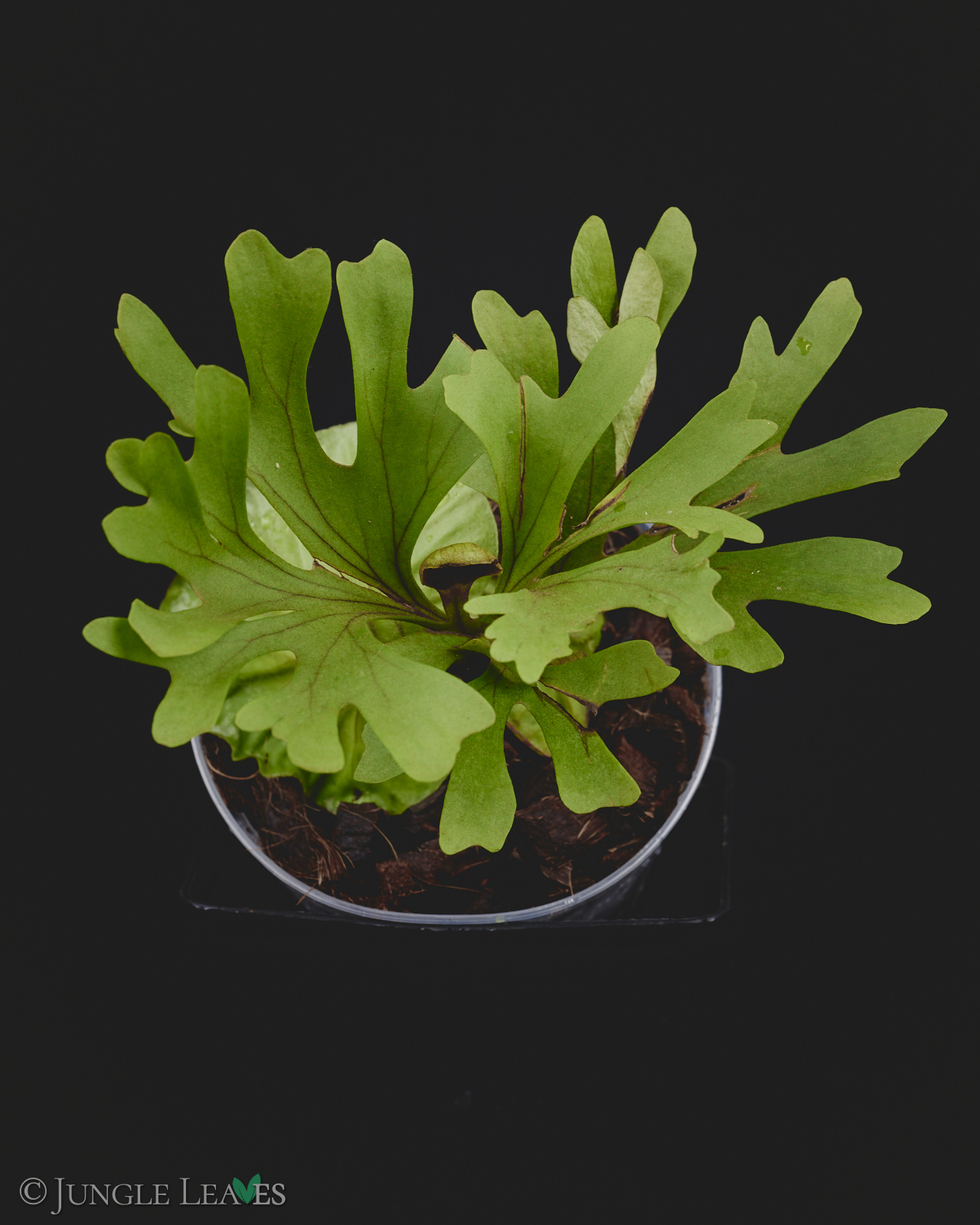 Platycerium ridleyi – Bild 4