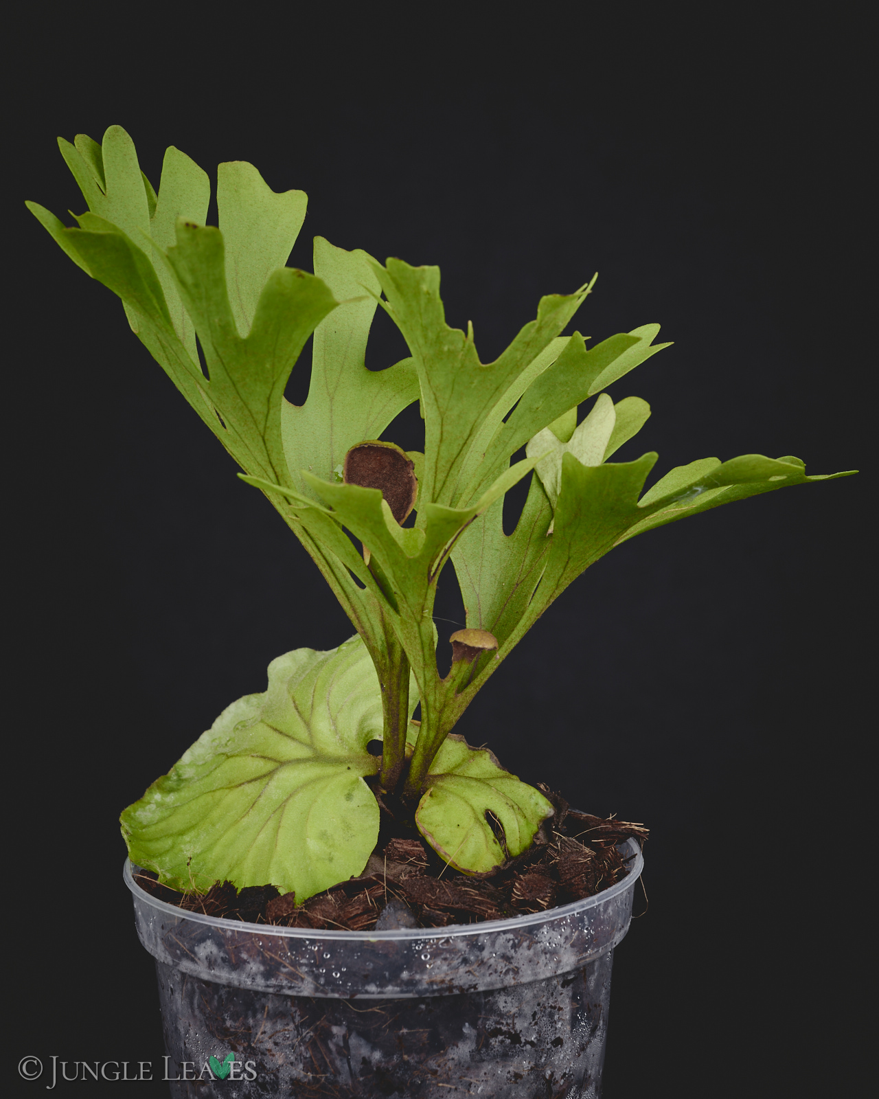 Platycerium ridleyi – Bild 5