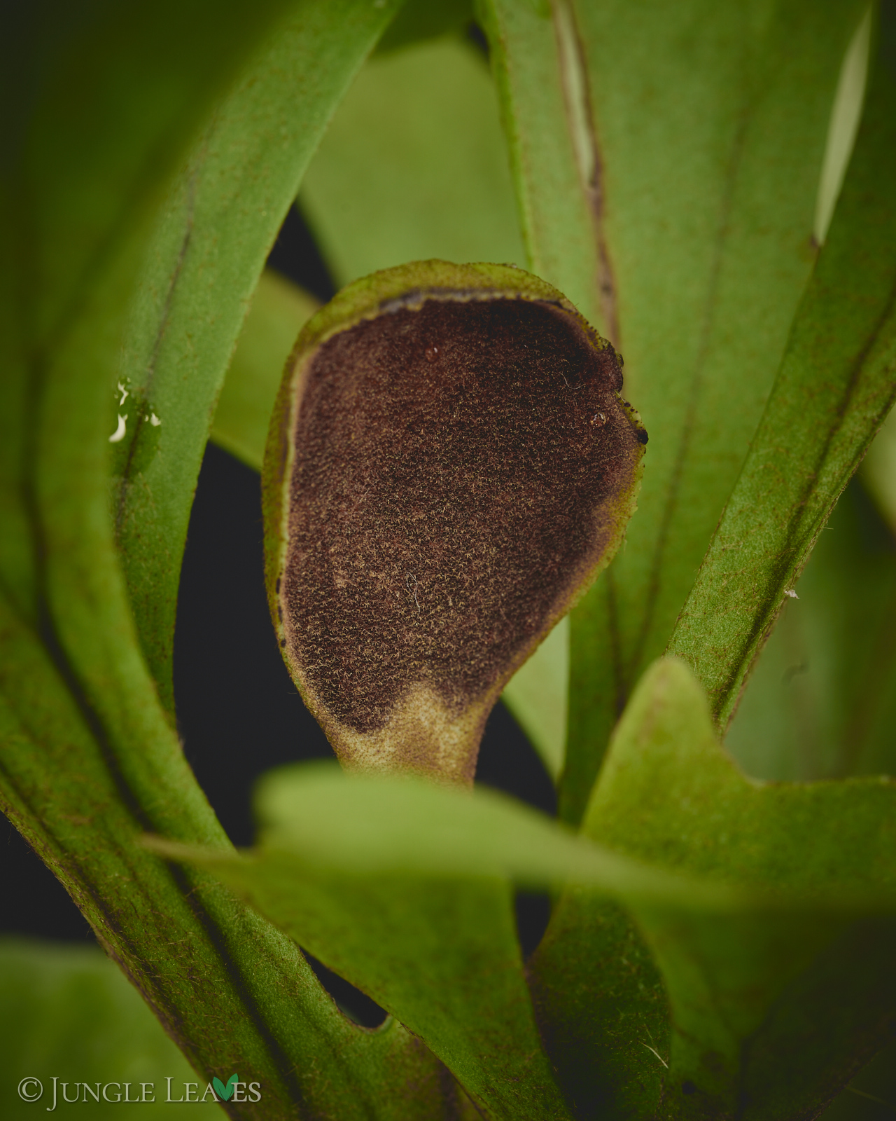 Platycerium ridleyi – Bild 3