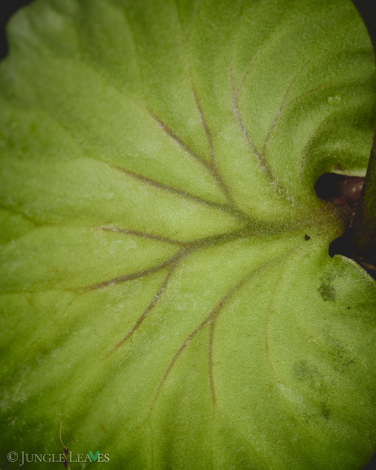 Platycerium ridleyi – Bild 2