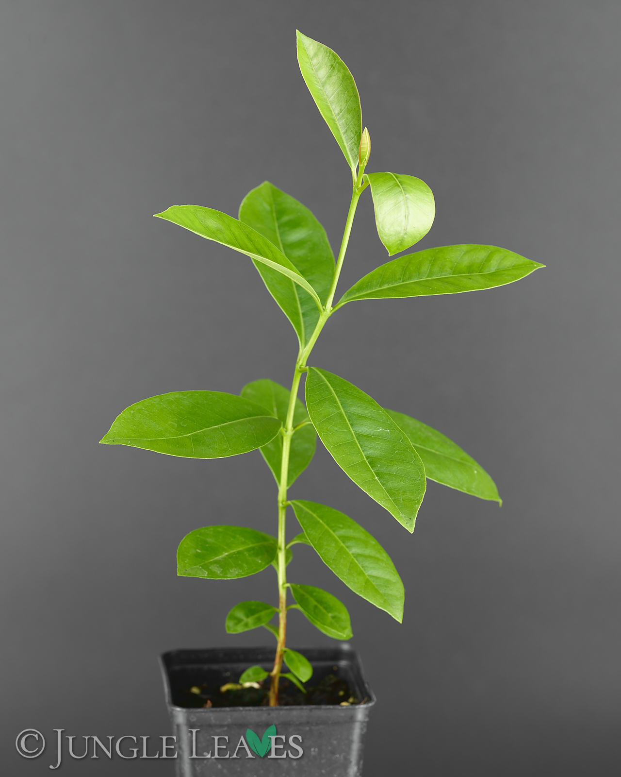 Psidium cattleyanum var. littorale (Gelbe Erdbeer-Guave)