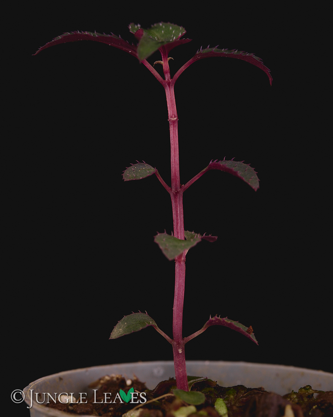 Sarcopyramis sp. Sumatra – Bild 4