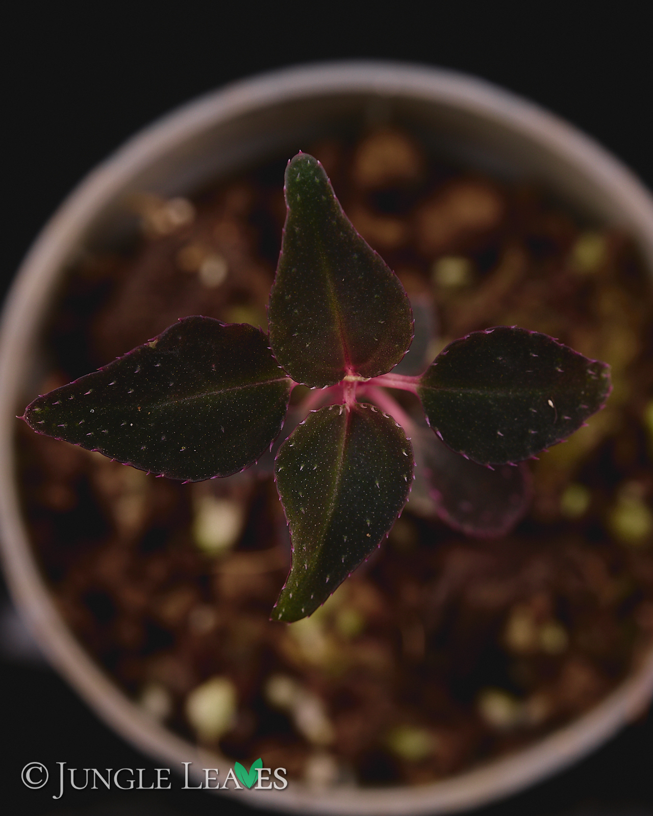 Sarcopyramis sp. Sumatra – Bild 3