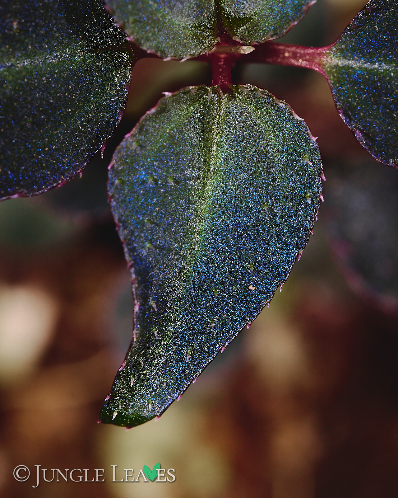 Sarcopyramis sp. Sumatra – Bild 5