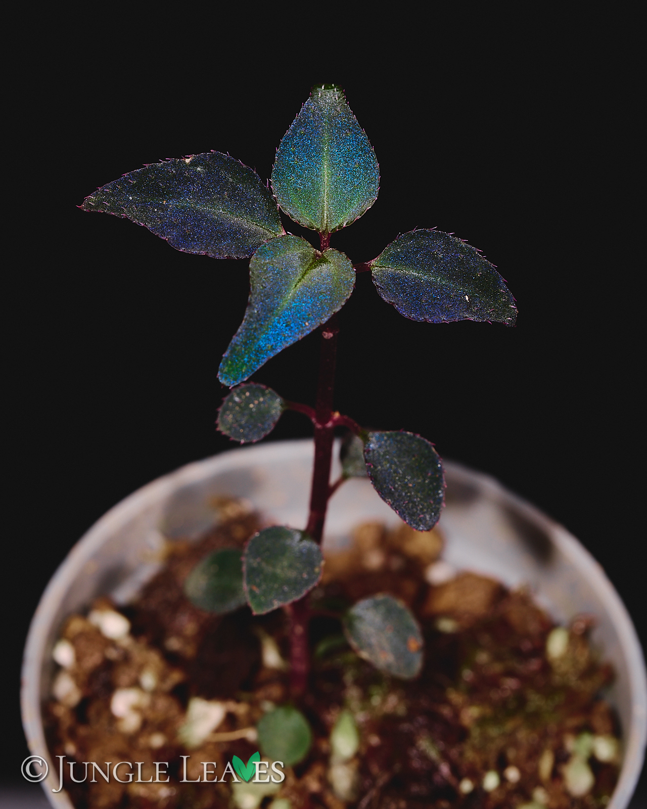 Sarcopyramis sp. Sumatra – Bild 2