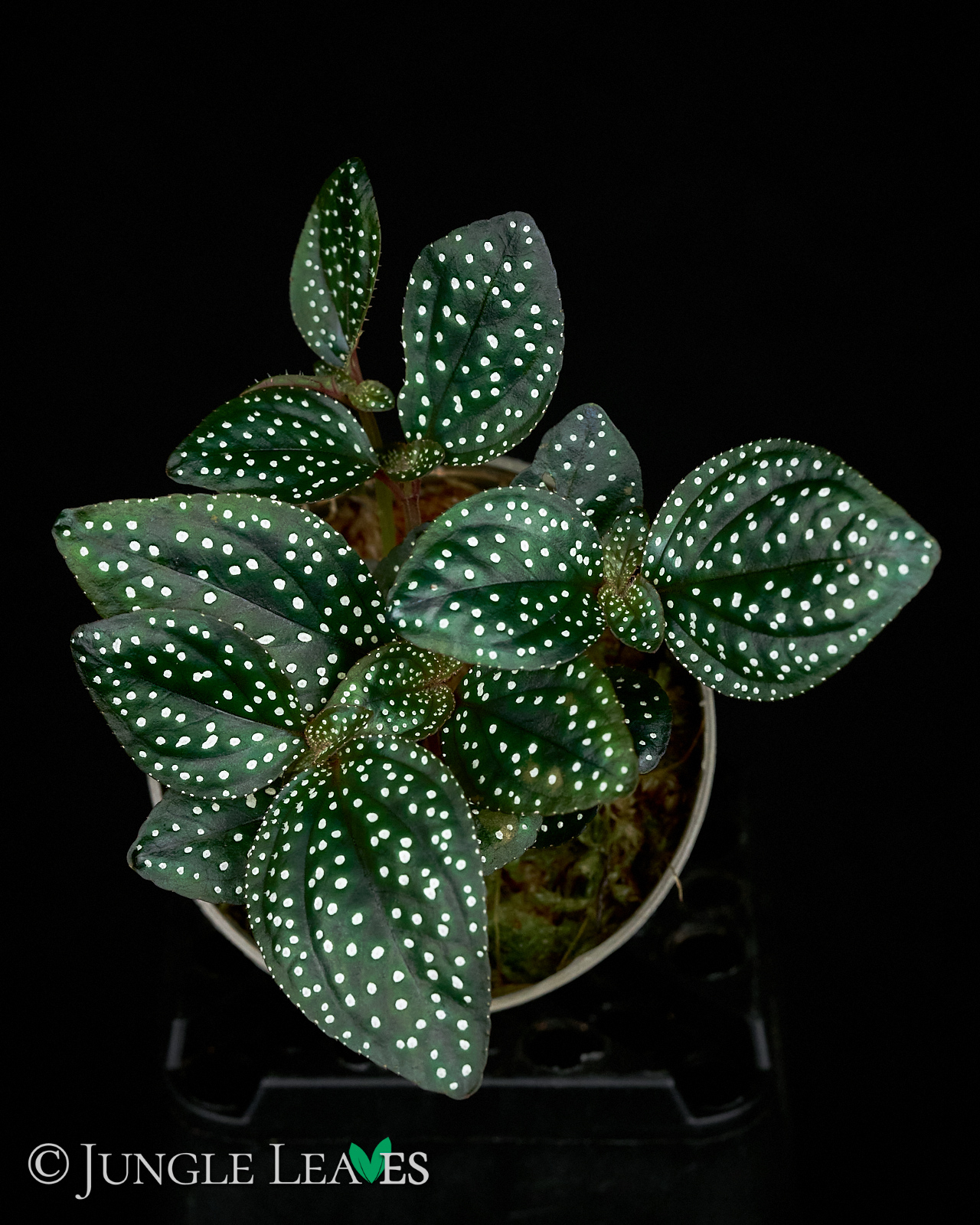 Sonerila cf. margaritacea (Glowing dots)