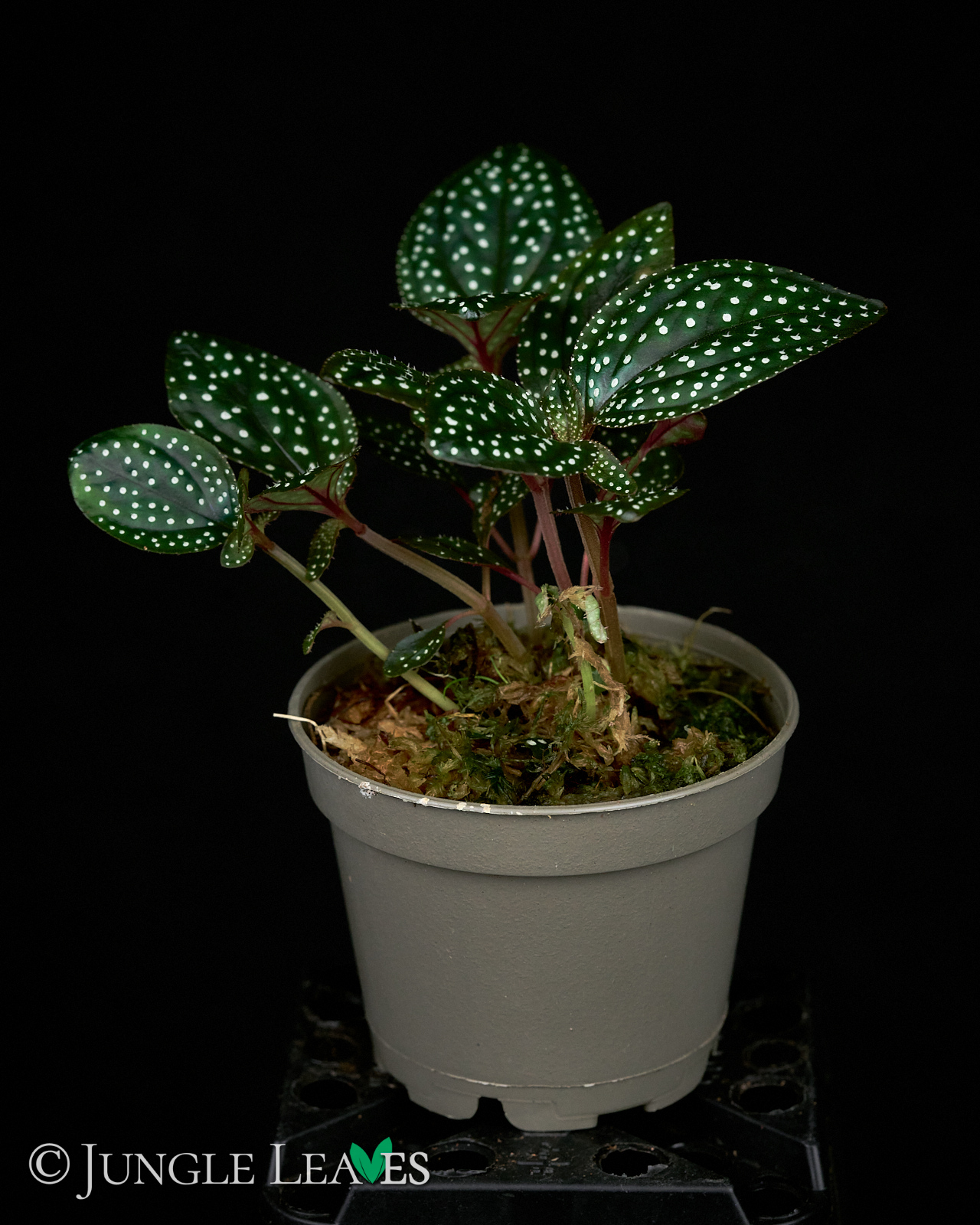 Sonerila cf. margaritacea (Glowing dots) – Bild 5