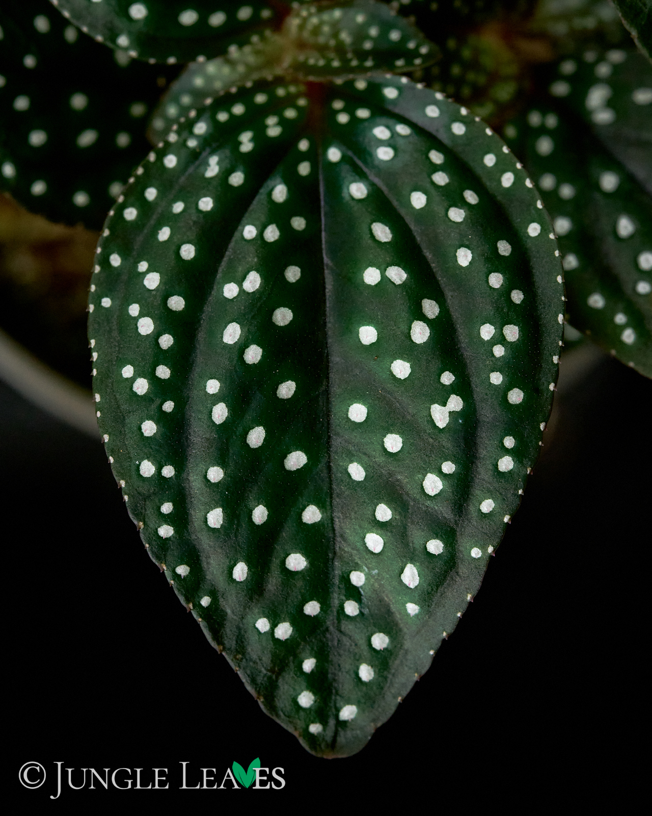 Sonerila cf. margaritacea (Glowing dots) – Bild 2