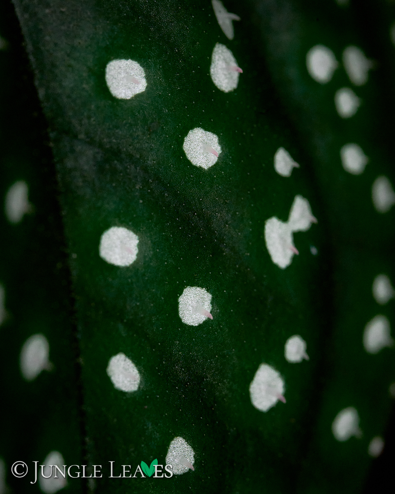 Sonerila cf. margaritacea (Glowing dots) – Bild 4