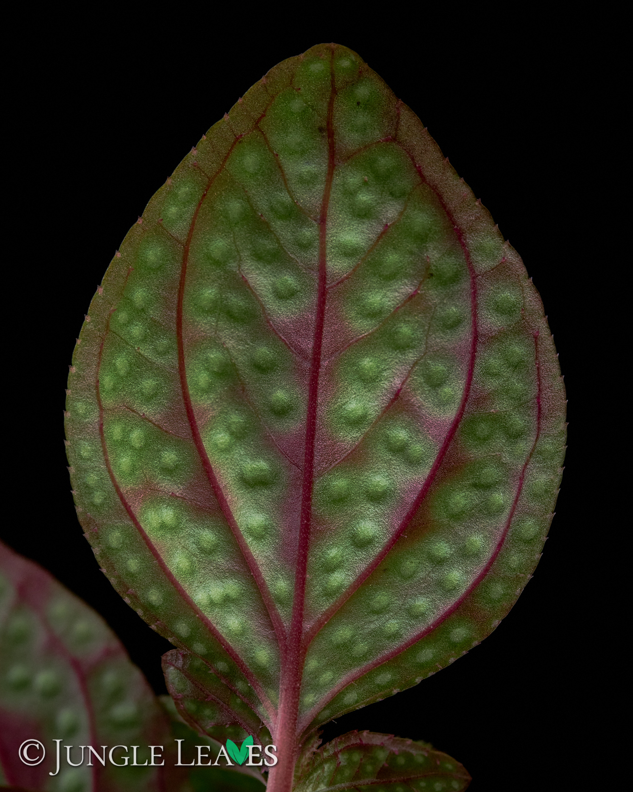 Sonerila cf. margaritacea (Glowing dots) – Bild 3