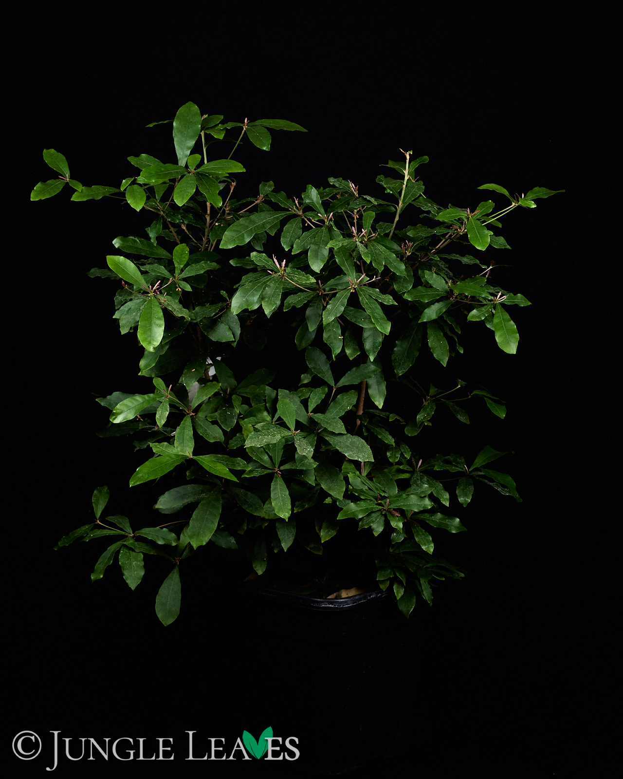 Synsepalum dulcificum (Wunderbeere)