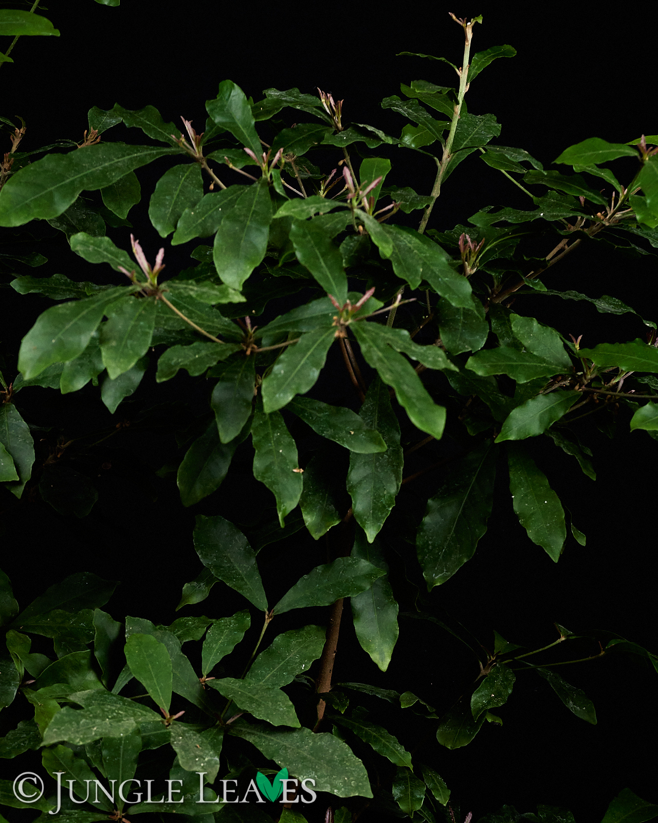 Synsepalum dulcificum (Wunderbeere) – Bild 2