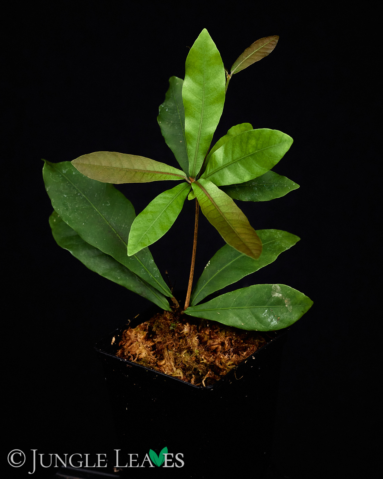 Synsepalum dulcificum (Wunderbeere) – Bild 4