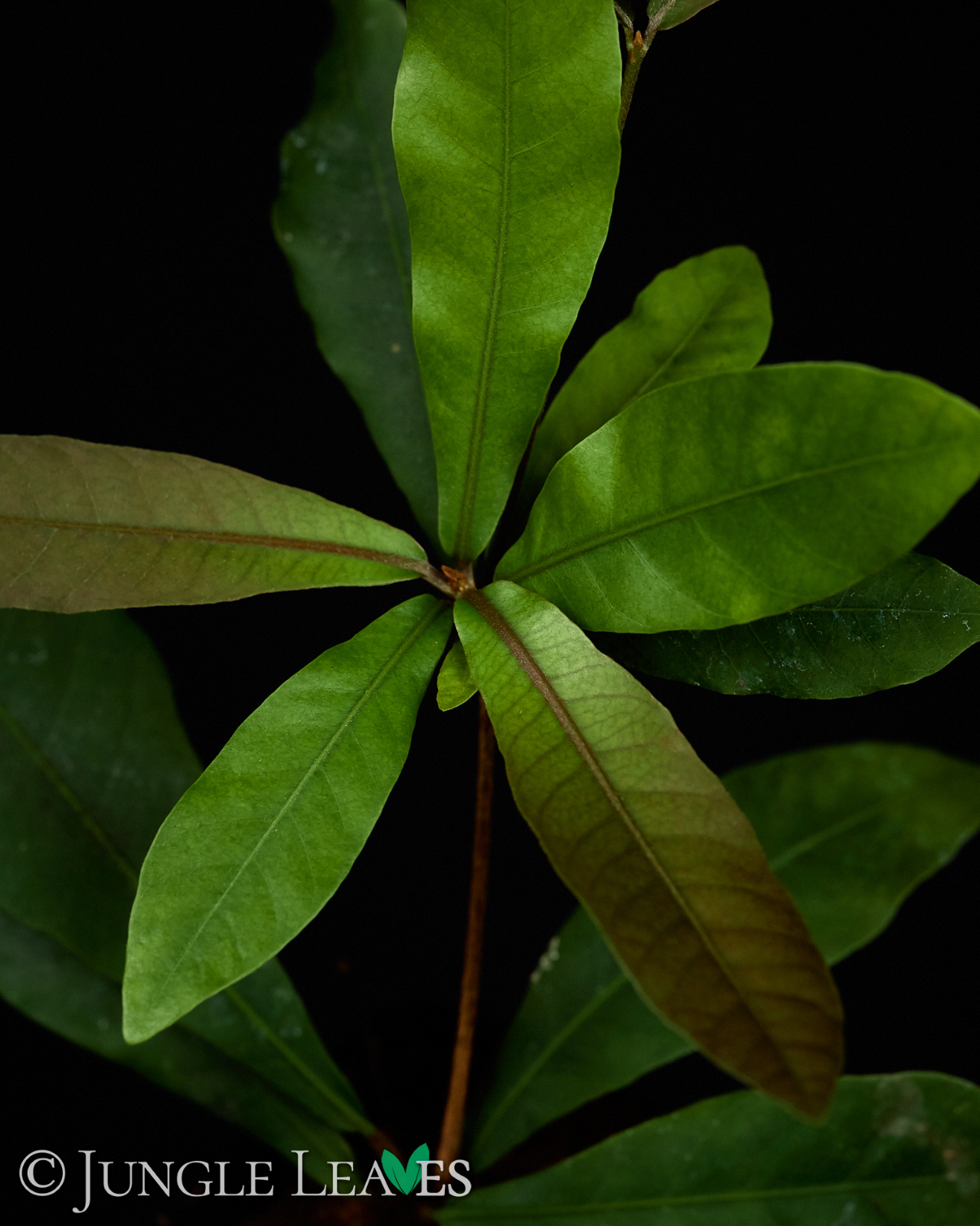 Synsepalum dulcificum (Wunderbeere) – Bild 3