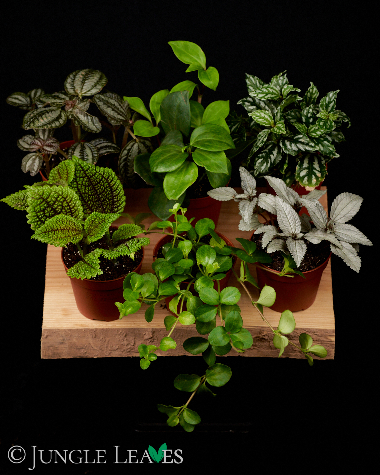 Terrarienpflanzen Set (3 Pflanzen)