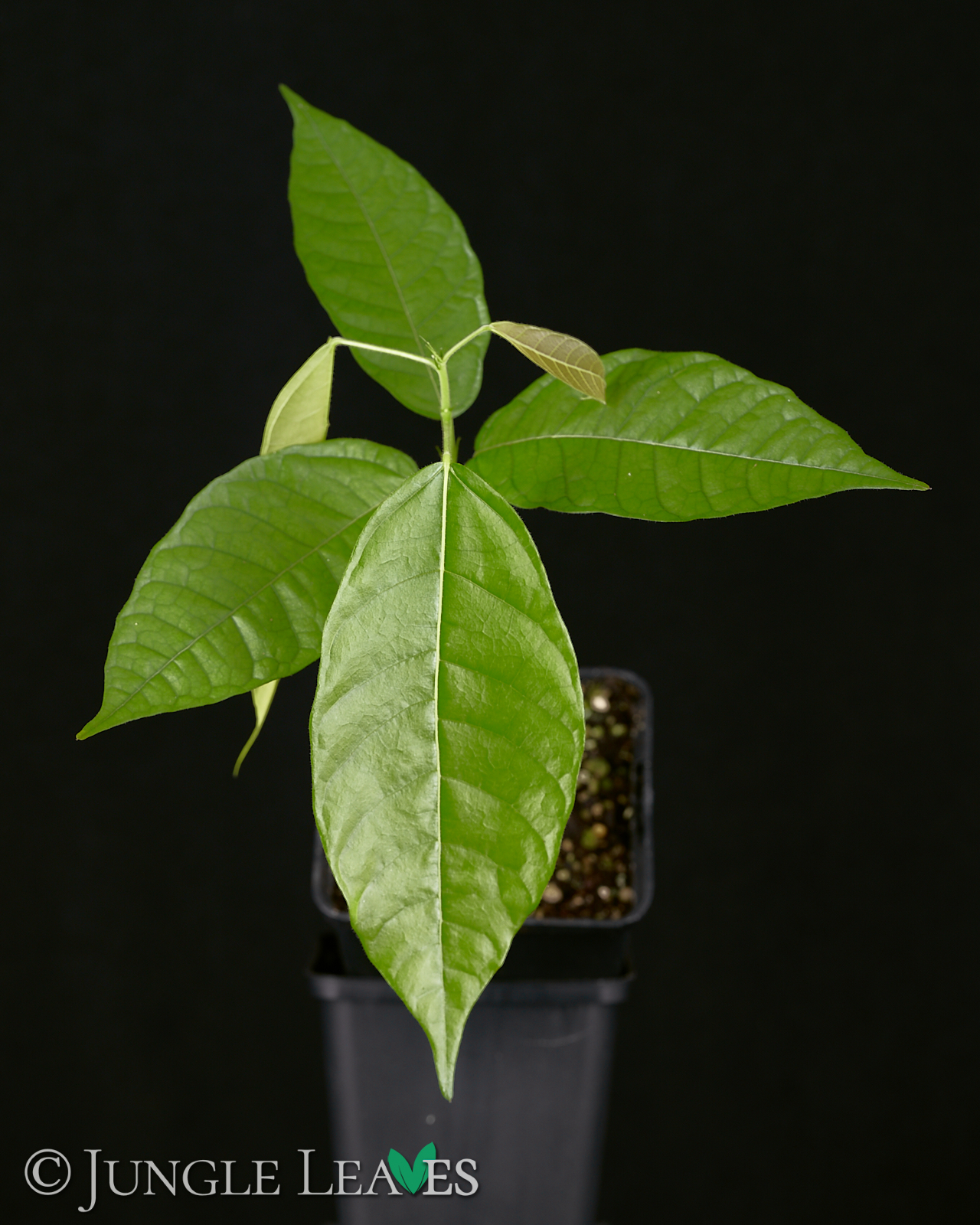 Theobroma cacao (Kakaobaum) Forastero – Bild 5