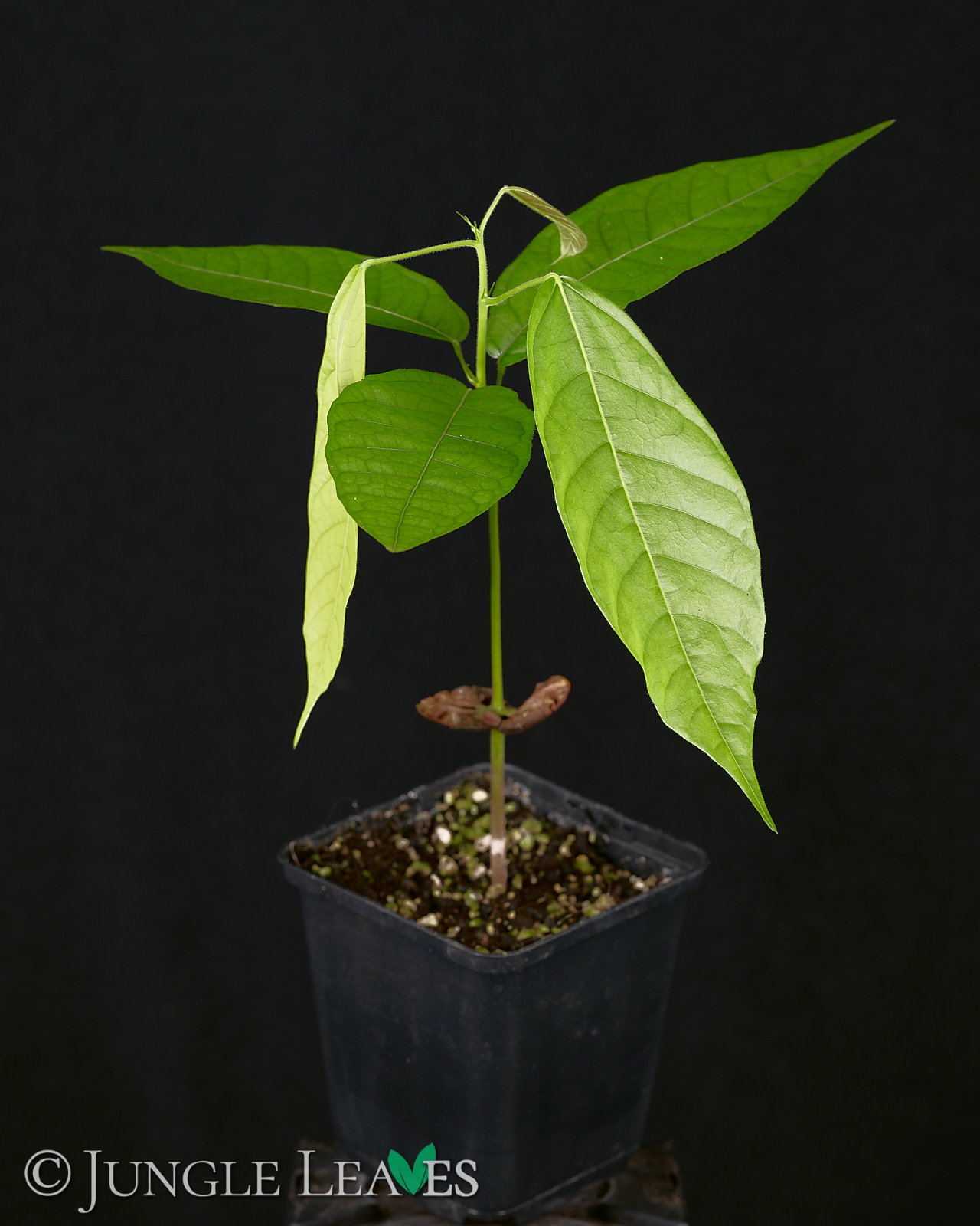 Theobroma cacao (Kakaobaum) Forastero – Bild 4