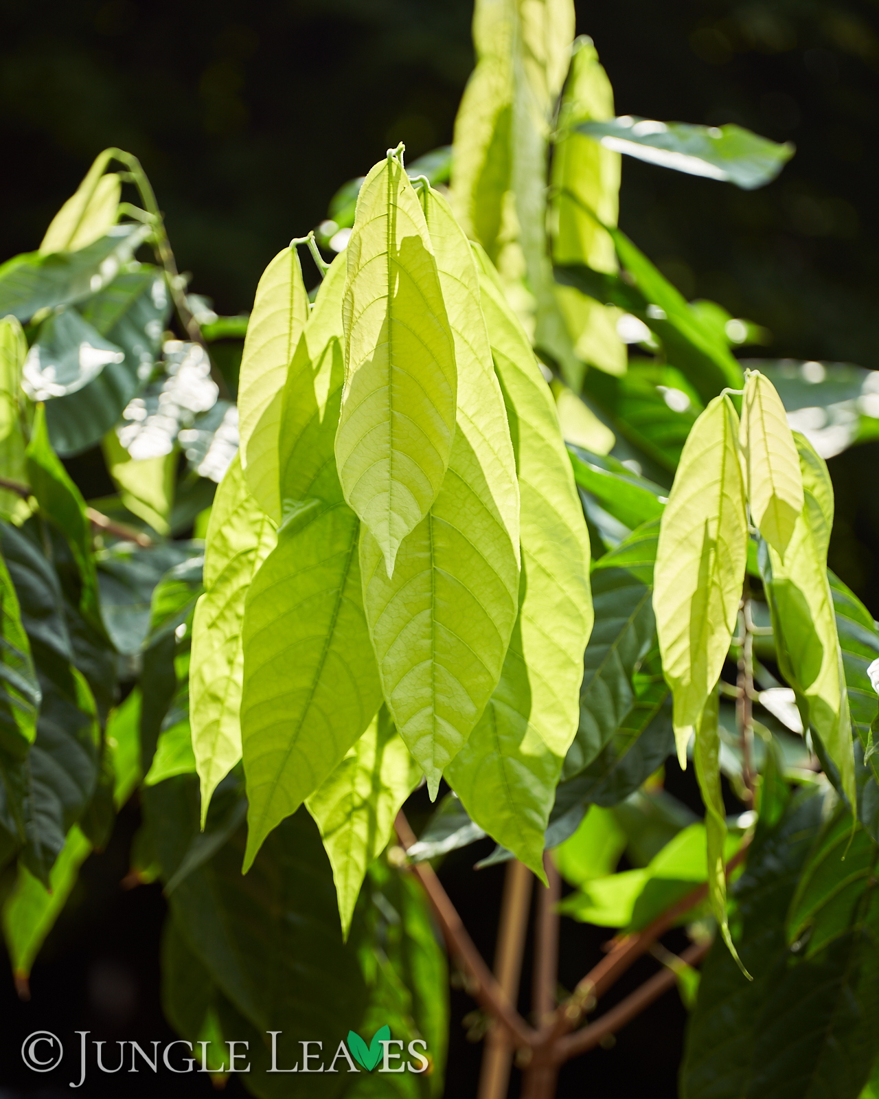 Theobroma cacao (Kakaobaum) Forastero – Bild 8