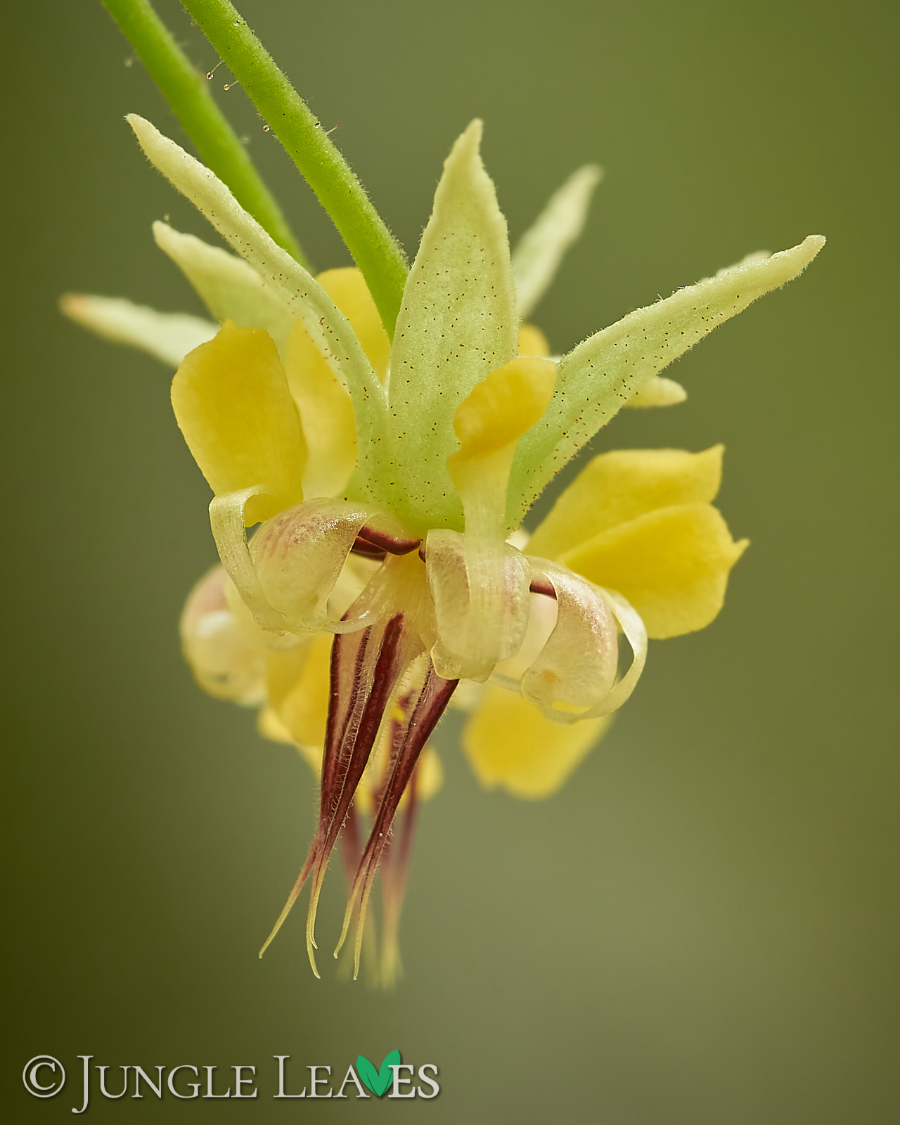 Theobroma cacao (Kakaobaum) Forastero – Bild 6