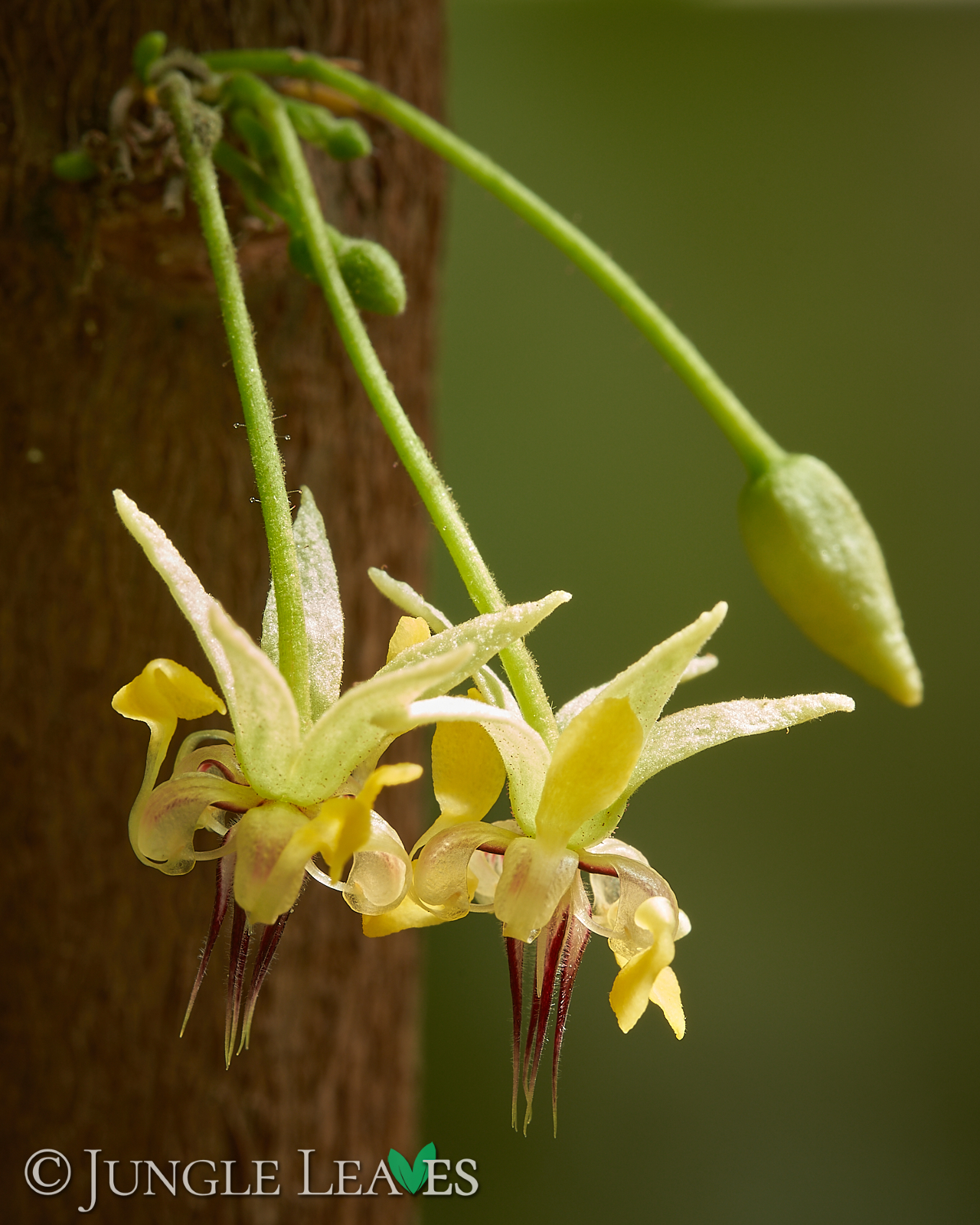 Theobroma cacao (Kakaobaum) Forastero – Bild 7