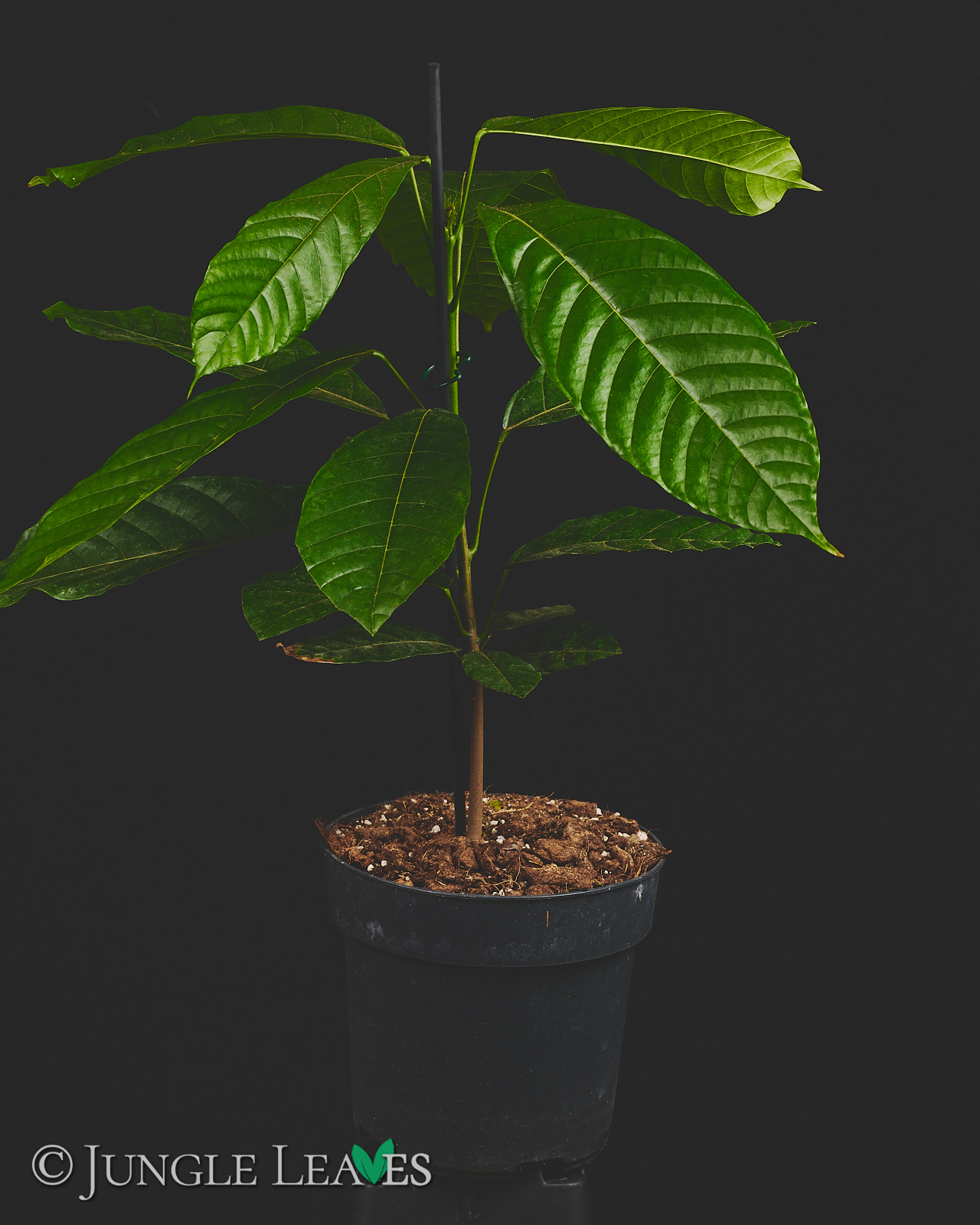 Theobroma cacao (Kakaobaum) Forastero – Bild 2